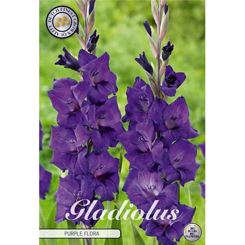 Gladiol, Purple flora