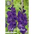 Gladiol, Purple flora