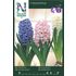 Hyacint, Jul-, blå, rosa och vit