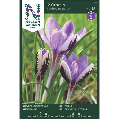 Krokus, Sardinien-, Spring Beauty, lila