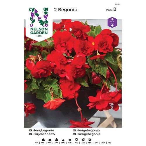 Begonia, Häng-, Pendula, röd
