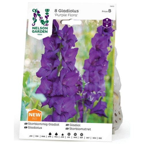 Gladiol, Purple Flora