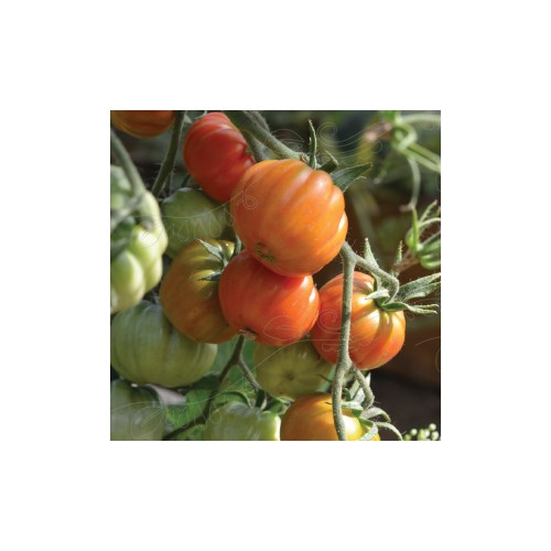 Tomat, hög - Canestrino