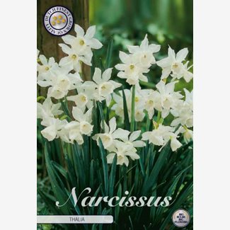 Narciss, Botanisk, Thalia