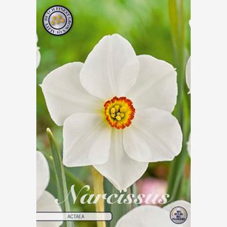 Narciss, Pingstlilja, Actaea
