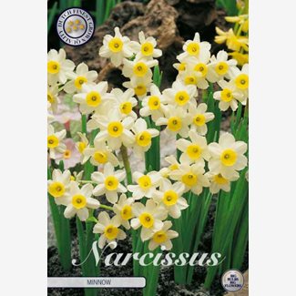 Narciss, Botanisk, Minnow
