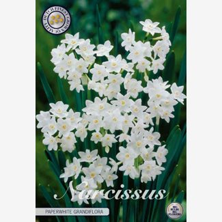 Narciss, Botanisk, Paperwhite Grandiflora
