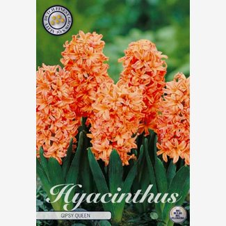 Hyacint, Gipsy Queen