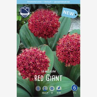 Allium, Red Giant