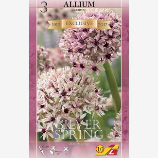 Allium, Silver Spring