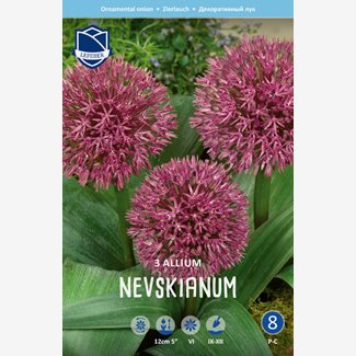 Allium Nevskianum