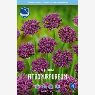 Allium, Atropurpureum