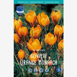Krokus, botanisk, Orange Monarch