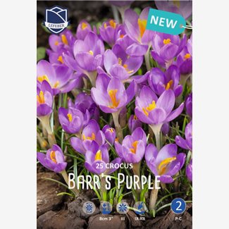 Krokus, botanisk, Barrs Purple
