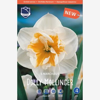 Narciss, orkide, Dolly Mollinger