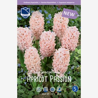 Hyacint, Apricot Passion