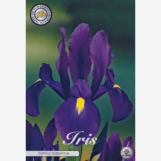 Iris, Holländsk Purple sensation