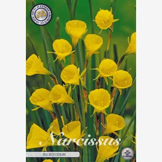 Narciss, Botanisk, Bulboconium