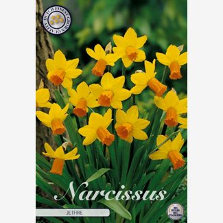 Narciss, Botanisk, Jetfirre