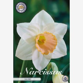 Narciss, Salome