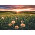 500 bitar - Dandelions in sunset