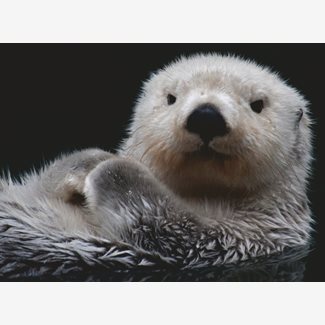 500 bitar - Cute little otter