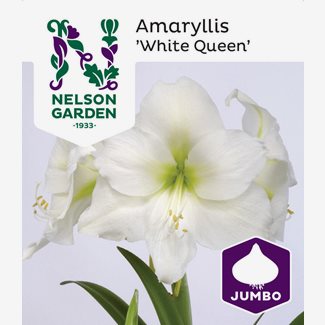 Amaryllis, White Queen, jumbo