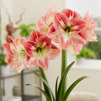 Amaryllis, Spotted Queen