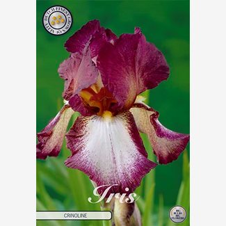 Iris Germanica, Crinoline