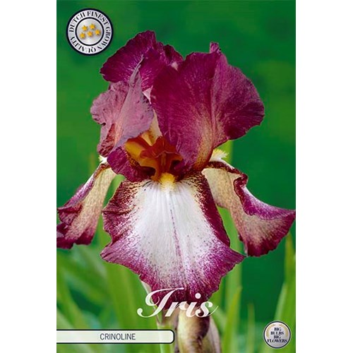 Iris Germanica, Crinoline