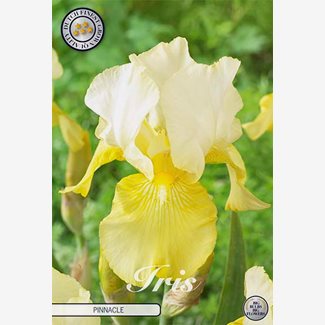 Iris Germanica, Pinnacle