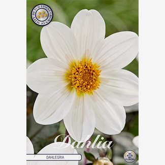 Dahlia, Dahlegria white