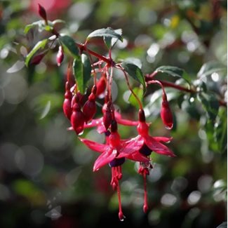 Fuchsia, Ricartonii