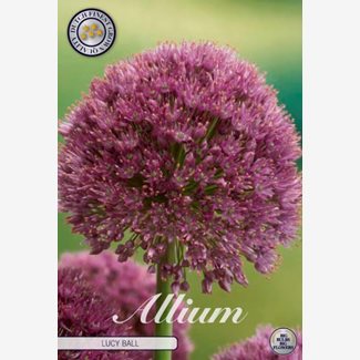 Allium Lucky Ball