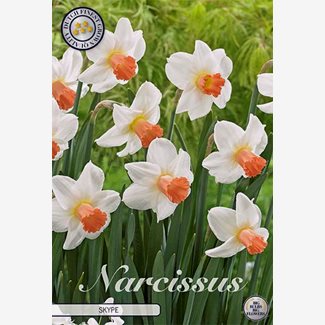 Narciss, Botanisk, Skype