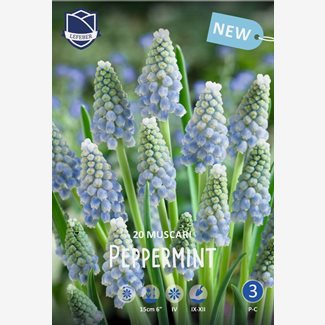 Pärlhyacint, Peppermint
