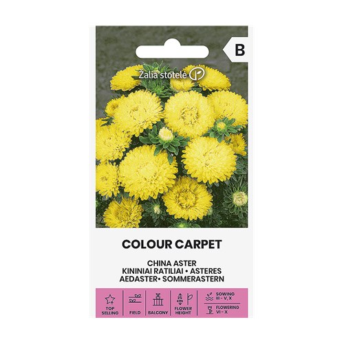 Aster, Colour Carpet Yellow