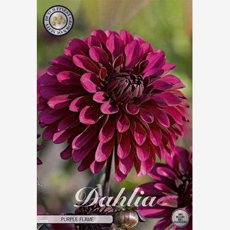 Dahlia, Purple Flame