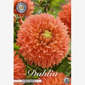 Dahlia, Orange Impact