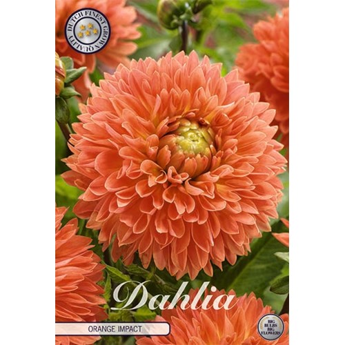 Dahlia, Orange Impact