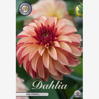 Dahlia, Irish Pinweel