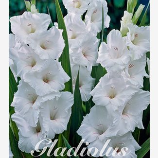 Gladiol, White Prosperity