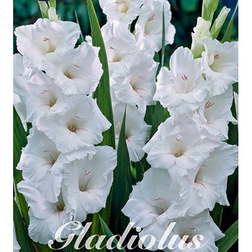 Gladiol, White Prosperity