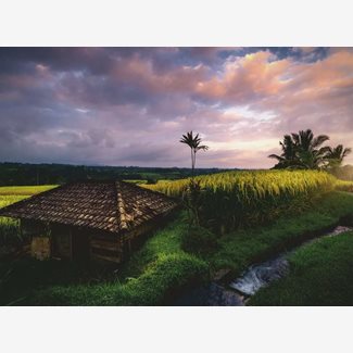 500 bitar - Bali rice fields